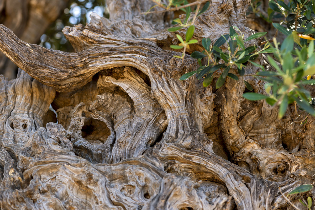Olivenbaumwurzel AdobeStock 274395753 web1200
