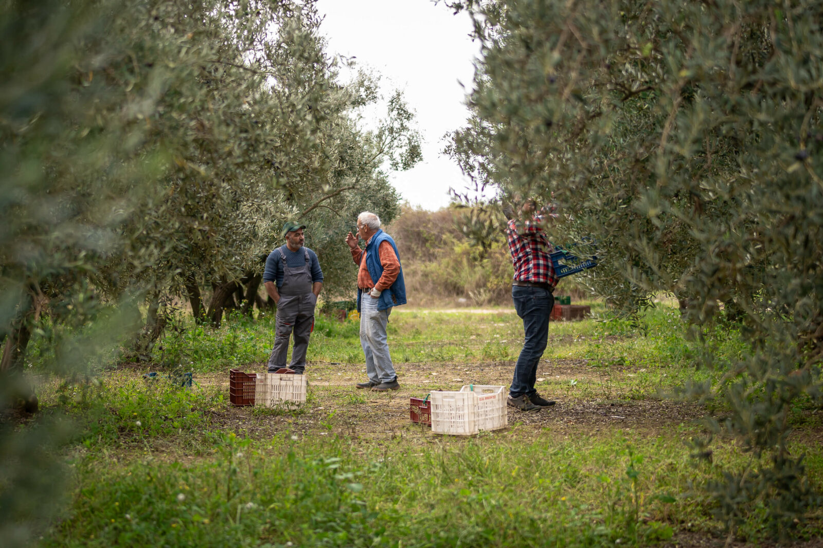 Bei der Ernte von Oliven