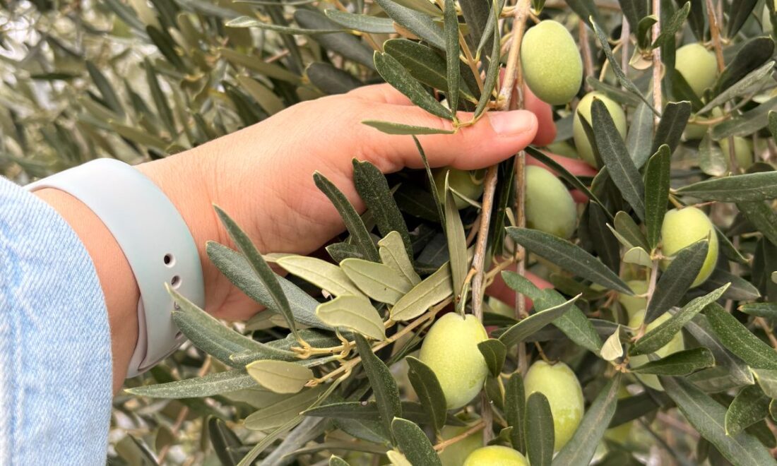 Hand hält grüne Oliven direkt am Baum
