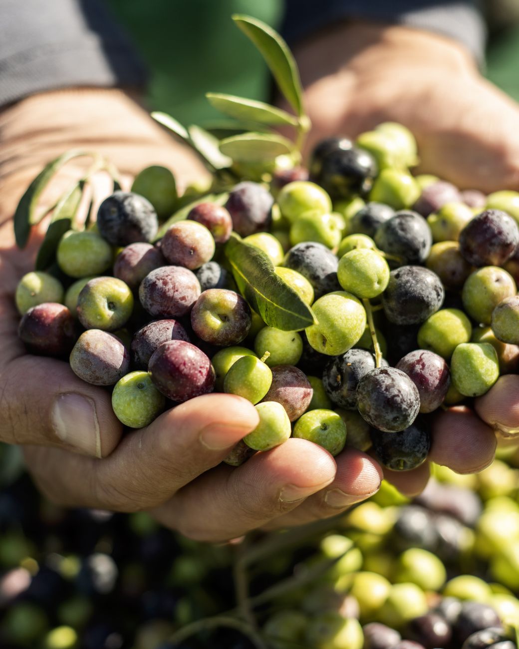 Zwei Hände halten frisch geerntete grüne und violette Oliven – Symbol für nachhaltige Olivenölproduktion