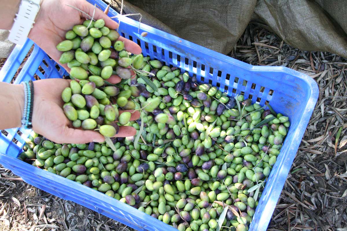 Oliven haben eine große Konzentration an Polyphenole