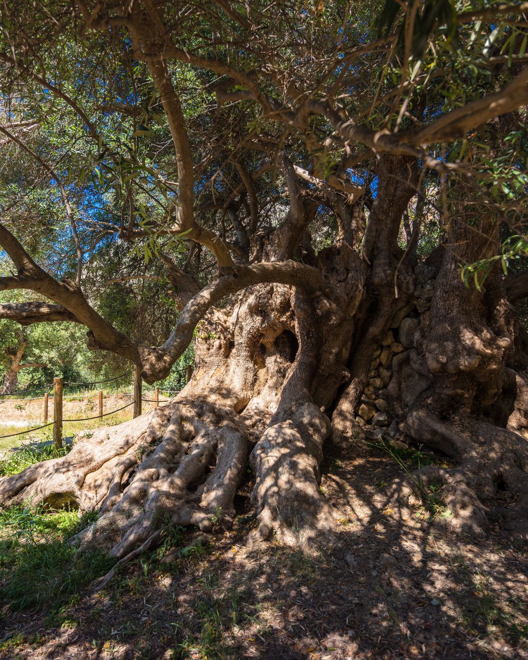 Alter Olivenbaum mit Meerblick in griechischer Landschaft