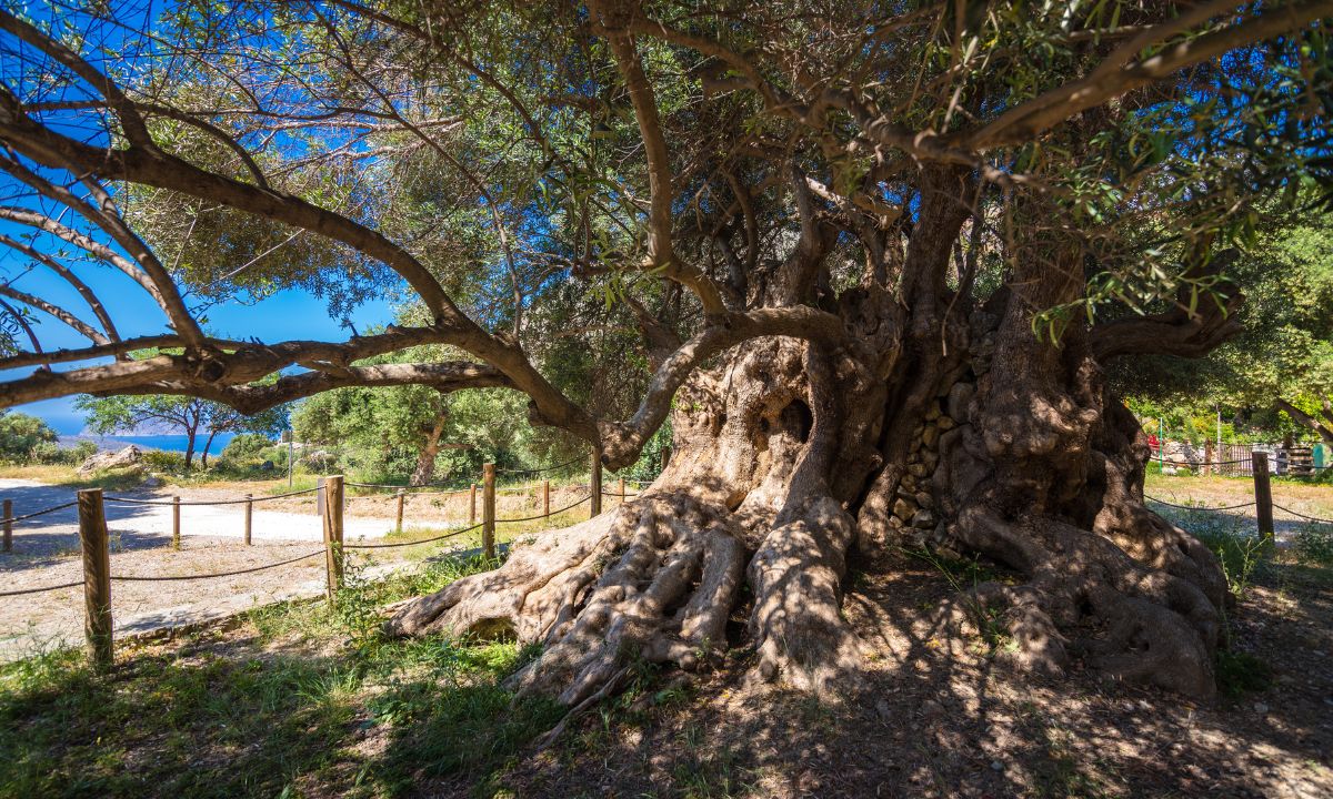 Alter Olivenbaum mit Meerblick in griechischer Landschaft