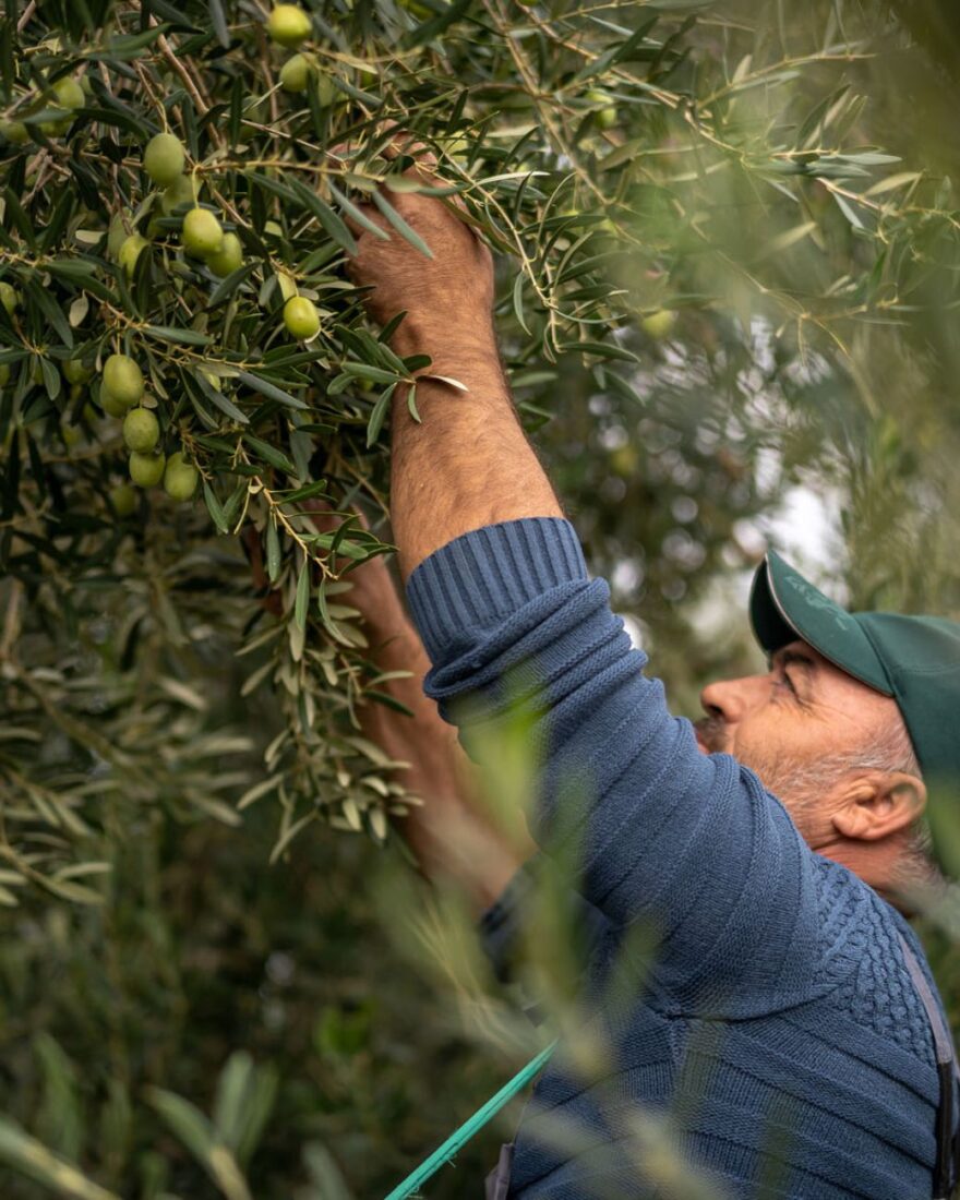 Nachhaltige Gastronomie mit Wirkung: Herkunft entscheidet 3 Handgepflückte Oliven bei der Ernte in Griechenland