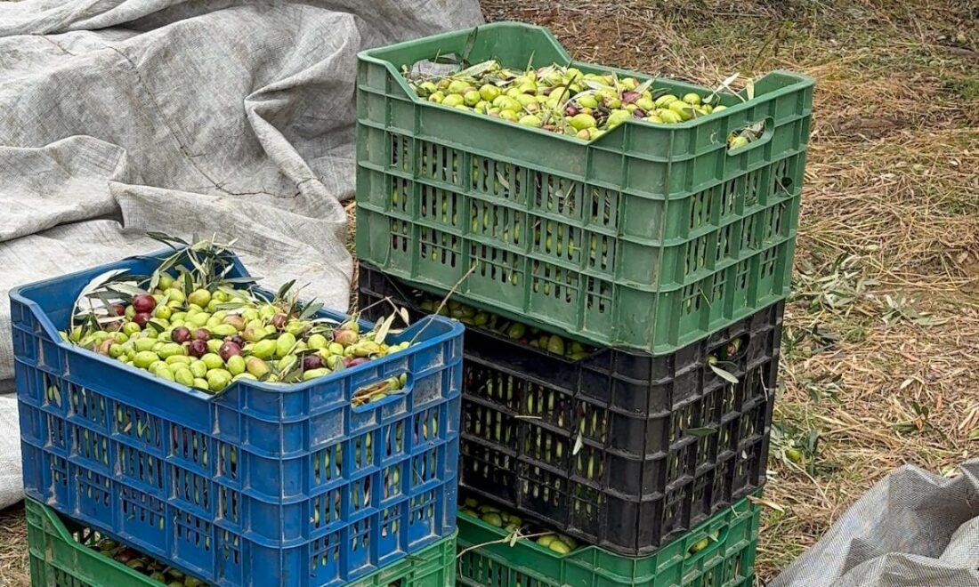 Frisch geerntete Oliven in stapelbaren Kunststoffkisten