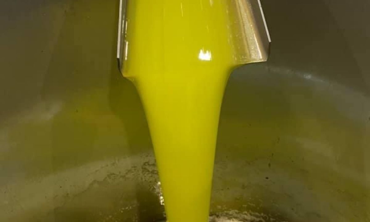 Pangaea Olivenöl fließt aus der Mühle