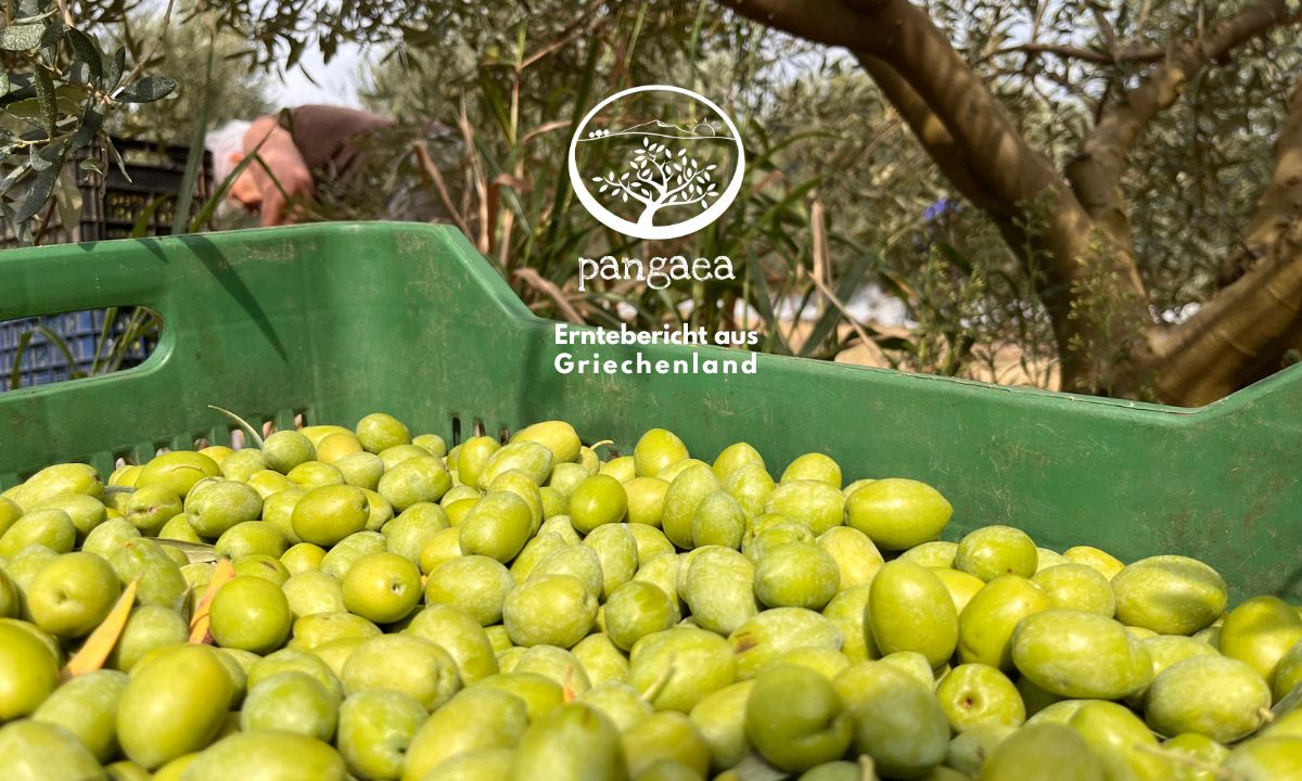 Das Bild zeigt eine Detailaufnahme von einer grünen Kiste voll mit grünen Oliven. Im Hintergrund erkennt man Olivenbäume.
