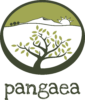 Pangaea Olivenöl aus Griechenland