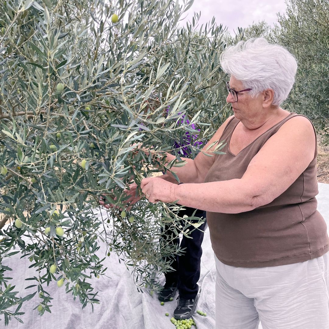 pangaea oliven vergleich 1