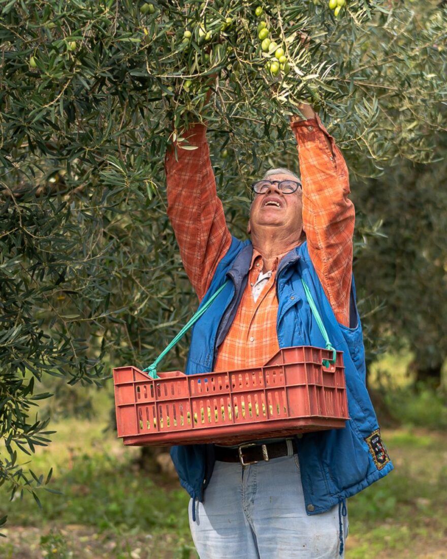 Olivenöl vs. Sonnenblumenöl: 5 starke Gründe, warum Olivenöl die bessere Wahl ist 2 Mann bei der Olivenernte – traditionelle Handarbeit für hochwertiges Olivenöl